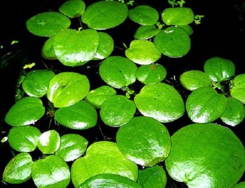 Limnobium laevigatum - Nénuphar d'aquarium