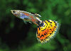 Adulte GUPPY (femelle)