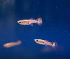 Alevin GUPPY
