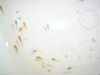 Alevins PLATY