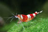 Crevettes Crystal Red