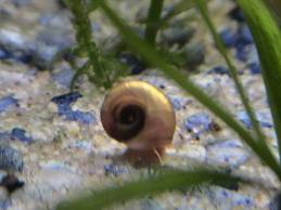 Petits escargots de nettoyage