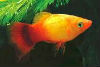 Adultes PLATY